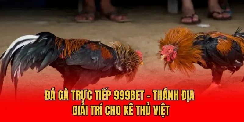 Đá Gà 999Bet – Nơi Đam Mê Cá Cược Được Thỏa Sức Bùng Nổ